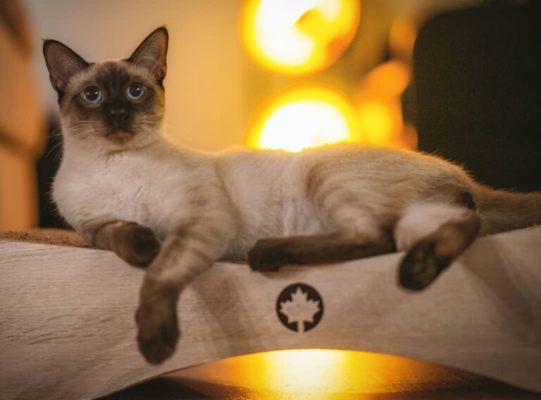 Chillin out on my lounge . . . óki