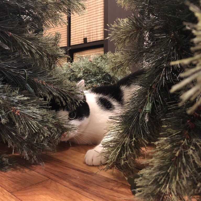 Christmas clean up crew