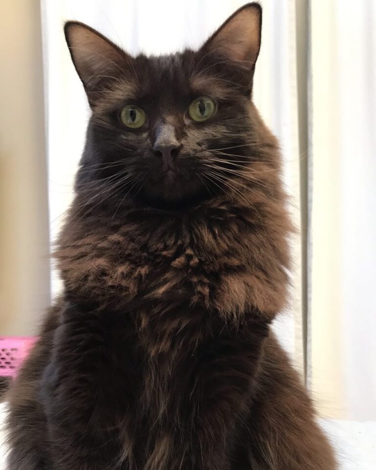 Cinder!
