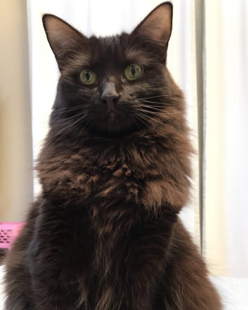 Cinder!