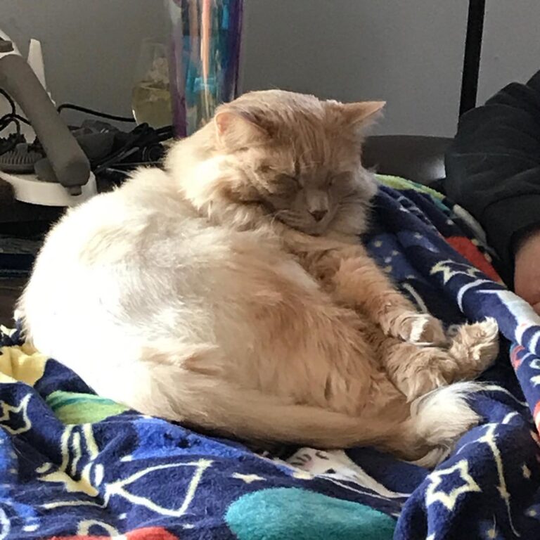 Comfy baby boy photo by