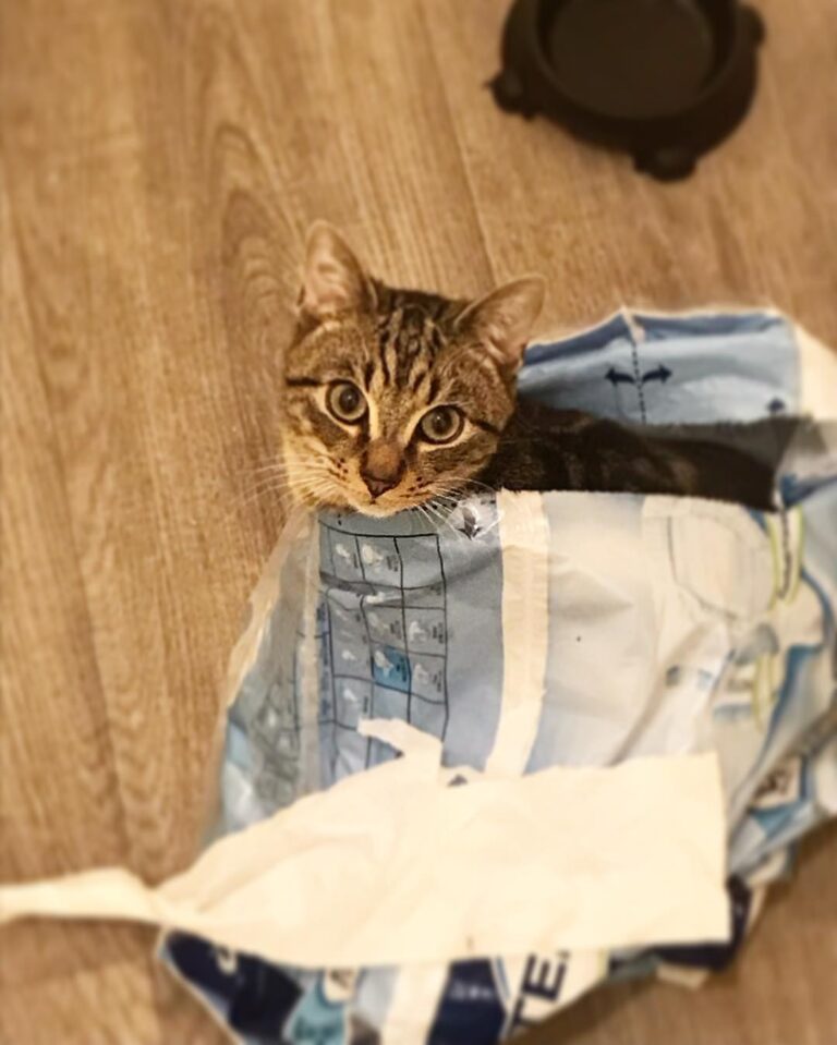 Crazy kitten Yup, that’s Jax, sat in a bag purring. . #