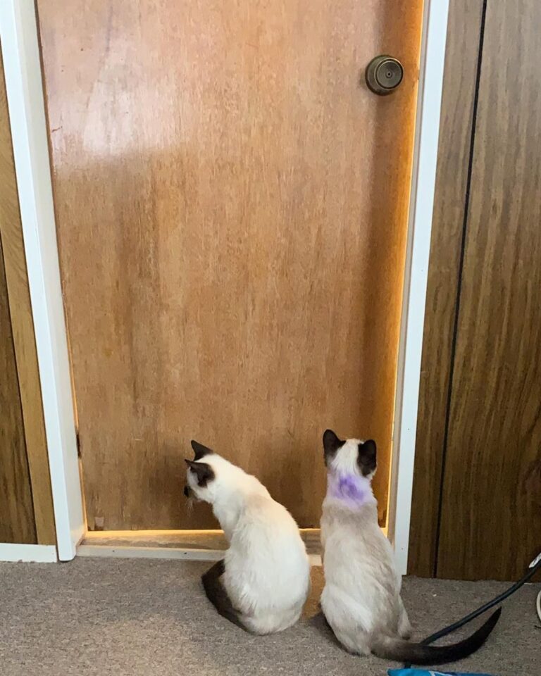 Daddy, we know you’re using the bathroom. Let us in. We need to see