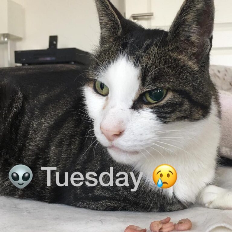 Dear furriends, good news: I’m on a very good way to get healthy