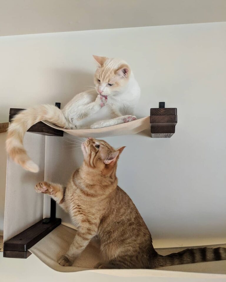 Did someone say Caturday?