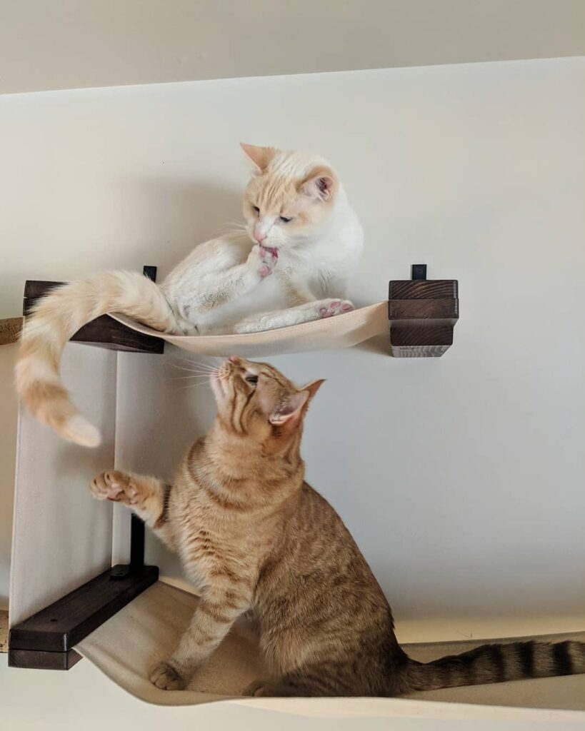Did someone say Caturday?