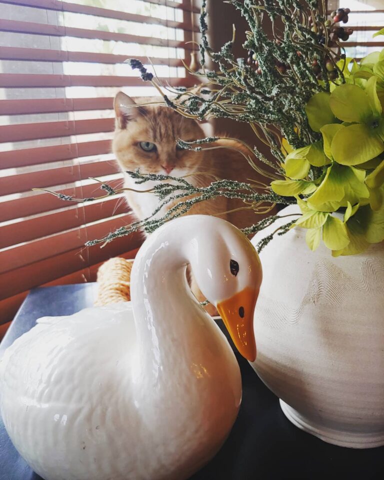 Duck, duck, duck, cat.