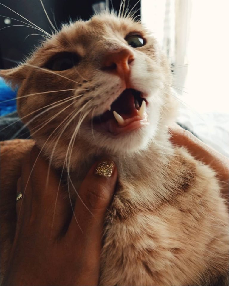 Este año no me voy a enojar dijo nunca Beni 
Hoy llegan los reyes kemosion
Les tengo una sorpresa 
.
.
.
.
#catsofinstagram #benithecat #picoftheday #photooftheday #aesthetic #baesmentapproved