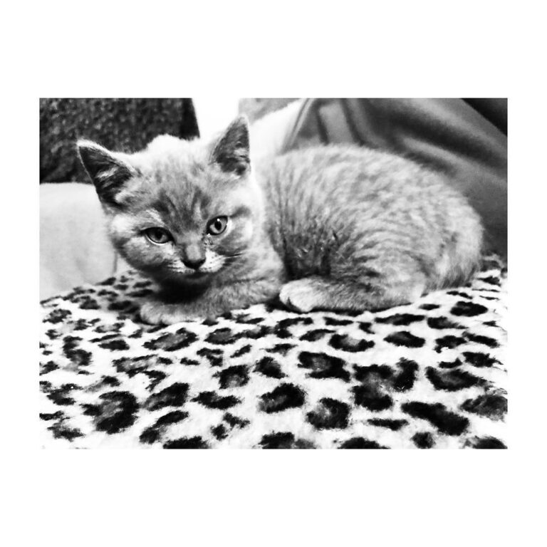 Feeling a little bit sleepy i think its time for a nap • • •