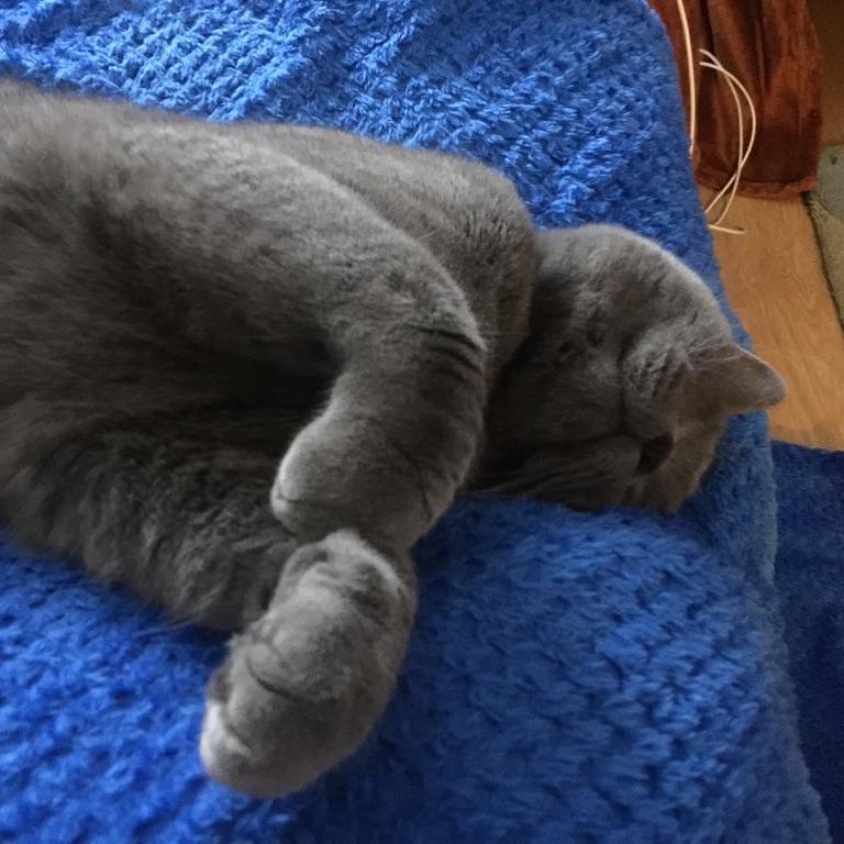 Final chill time before the pawrents get home tomorrow . . .