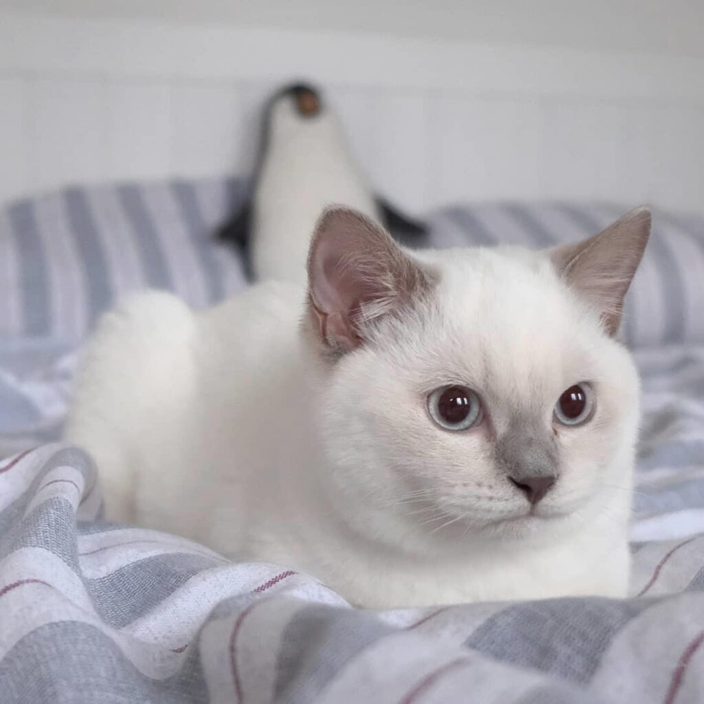 From —- {Advertising} Thinking about where Meowmy hides all the