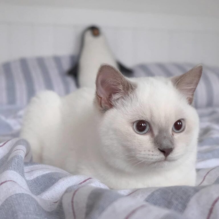 From —- {Advertising} Thinking about where Meowmy hides all the