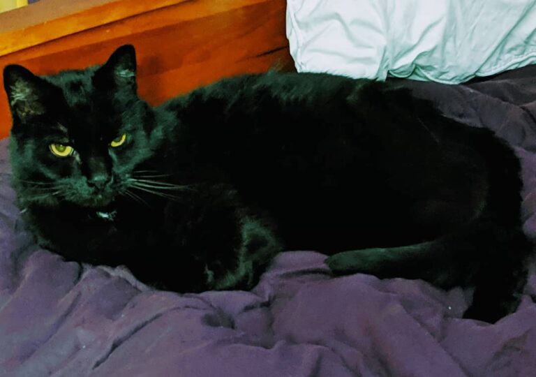 Gustav Fluffenpuff makes himself comfortable on the freshly washed