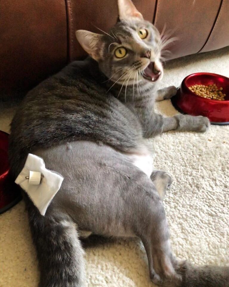 HEY WHY IS MY ASS SHAVED AND WHAT’S THAT STICKING OUT OF IT???