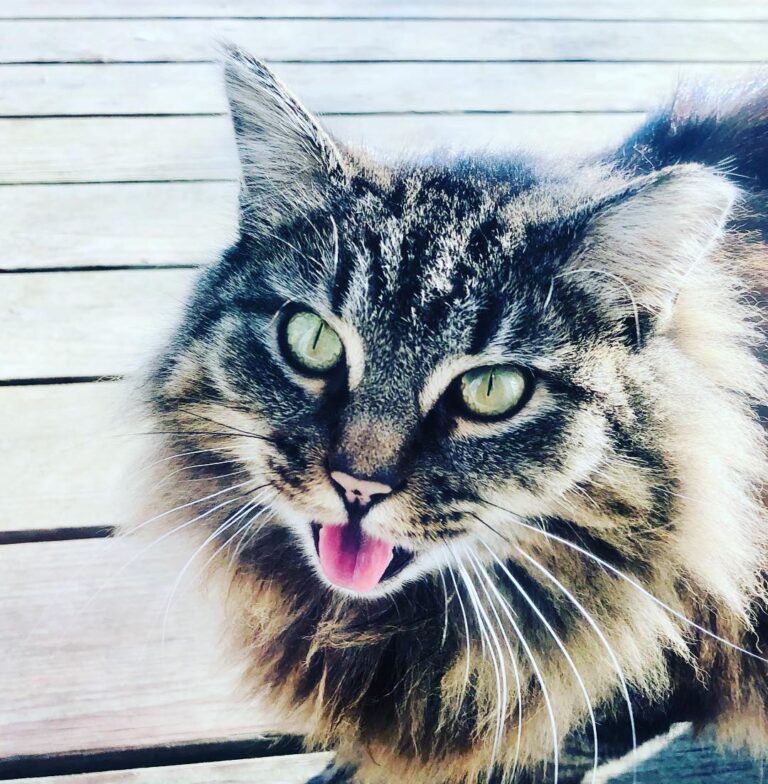 Happy Caturday!! Putting the me in meow.