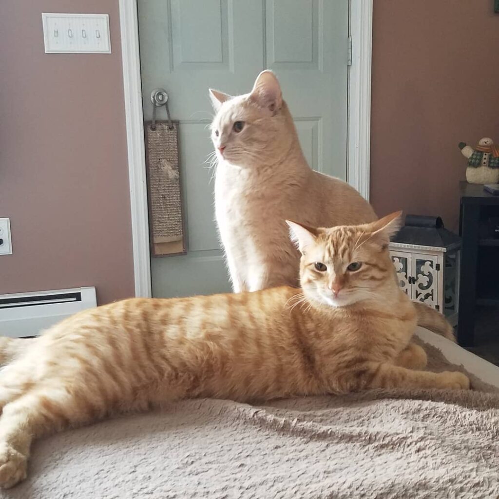 Happy Caturday from Spirit and sister Rajah!