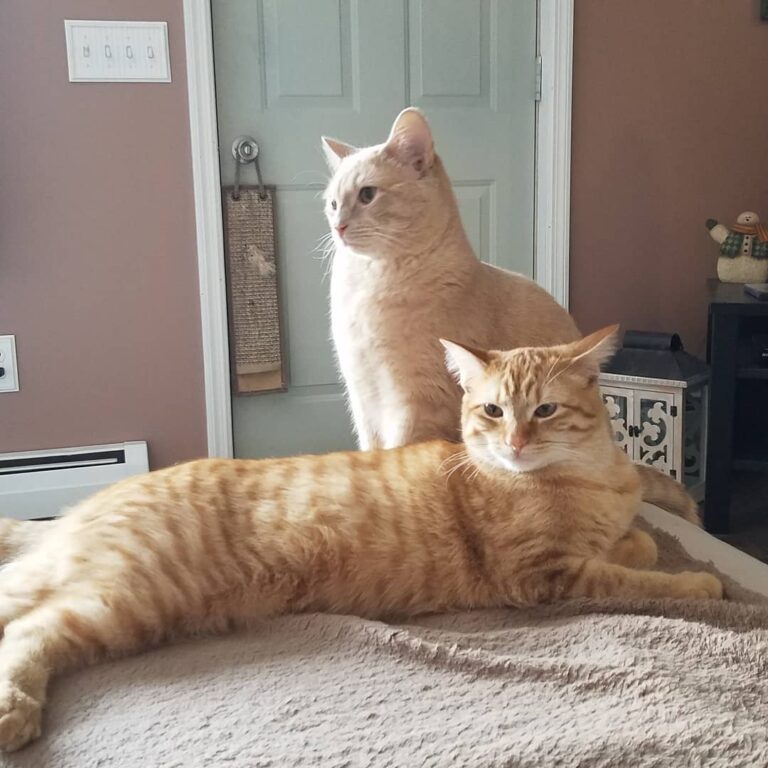 Happy Caturday from Spirit and sister Rajah!