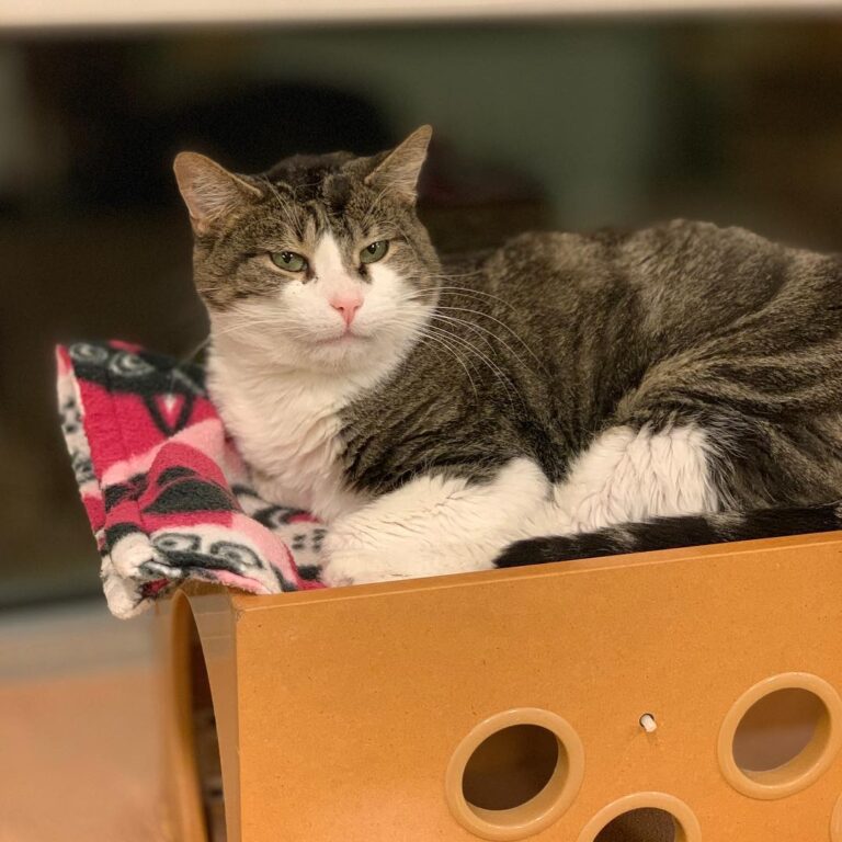 Happy Caturday from adoptable Mr. Wolf! Is one of your New Year’s