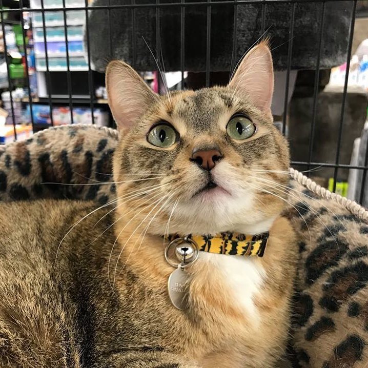 Happy Caturday from adoptable kitty, Zyra! This affectionate doll is