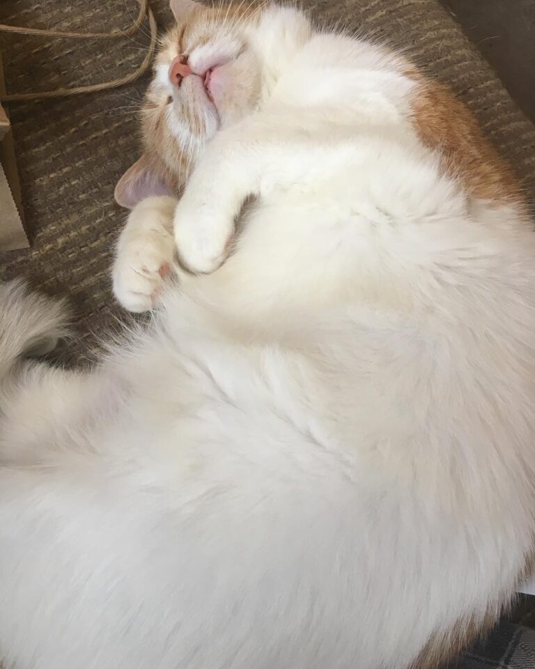 Happy Caturday from this plump little earthbound angel.