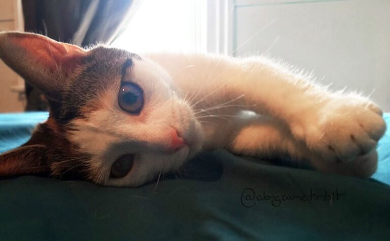 Happy Caturday furiends!