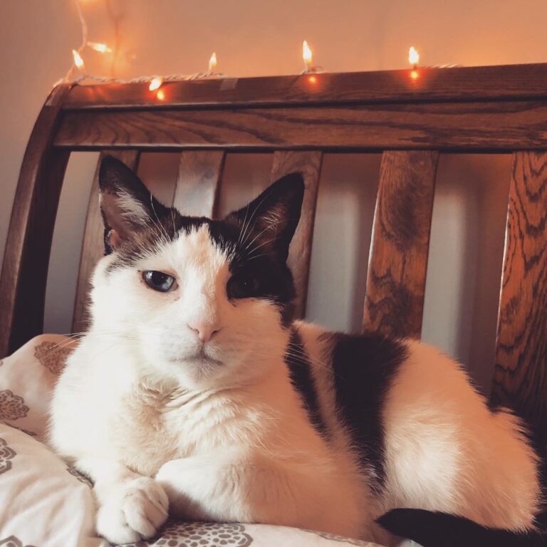 Happy Caturday my subjects! This princess kitty is ready to pawwwwty!
