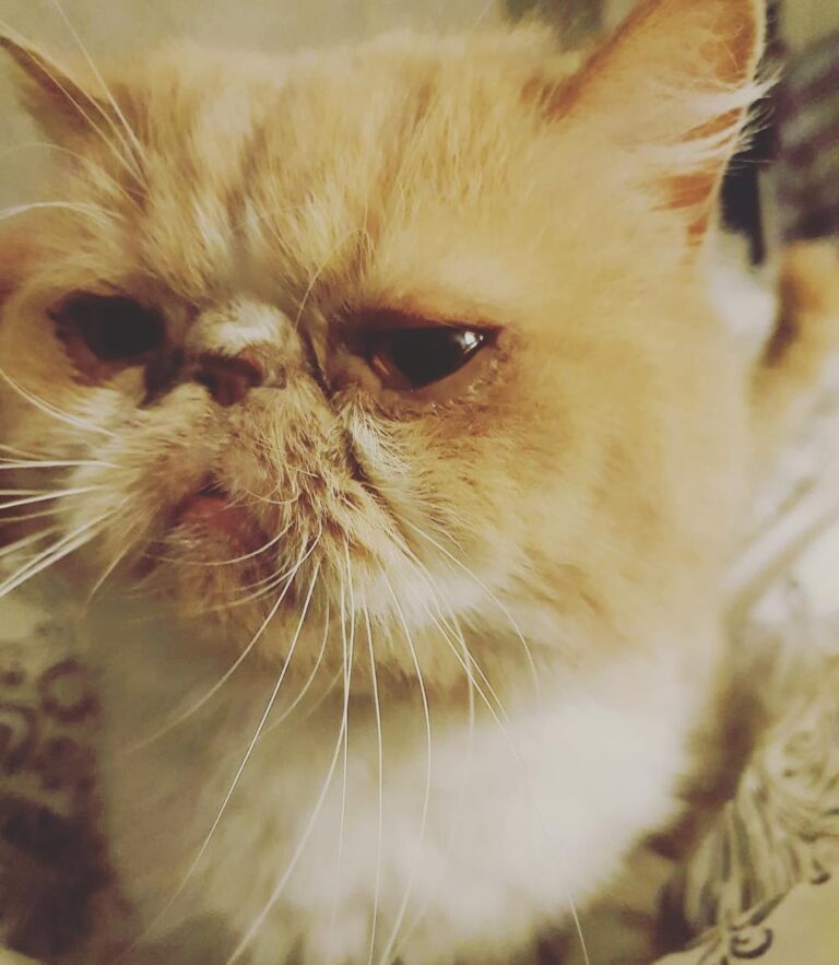 Have had a visitor and Mysie absolutely loved him. He’s such a