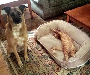 FunnyCatSite