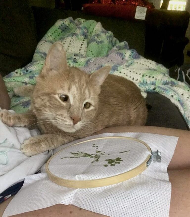 Helping the human cross stitch on a lazy Caturday.