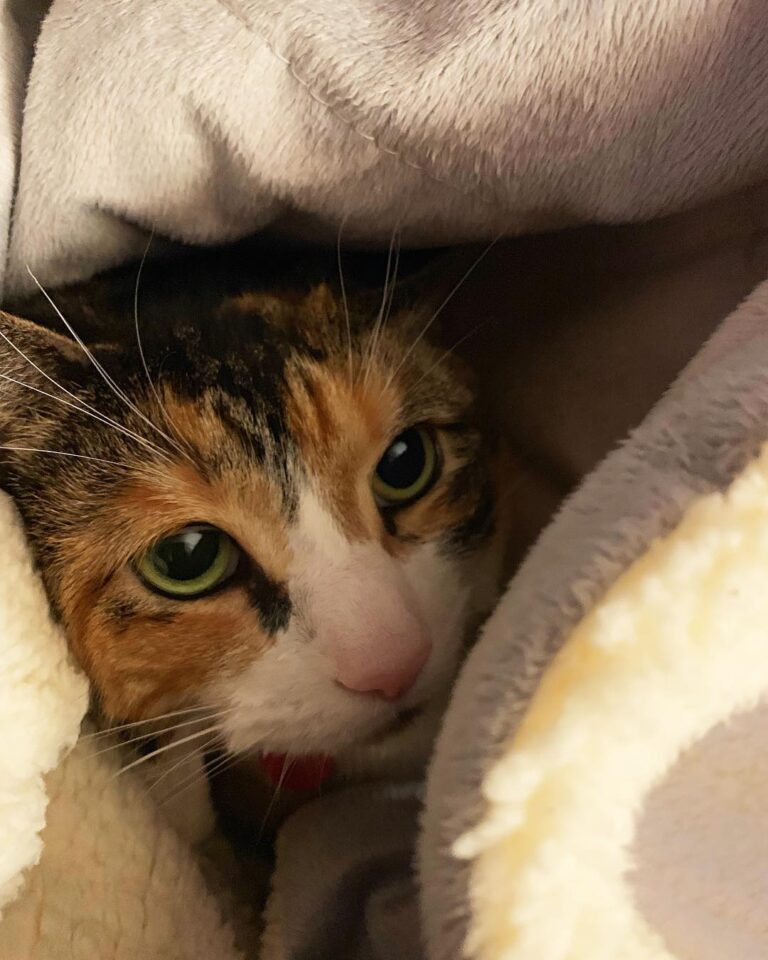 Here’s that exceptional snuggle content you were looking for.
