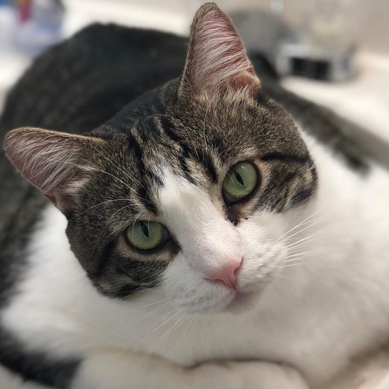 Hi! My name is Oliver. I’m the youngest of the bunch but also the biggest! I love to eat! I’ll eat everything from chicken  to Frisch  to fruits  veggies  and even plants  I am a true lover boy and a snuggler. My hobby is eating but sometimes I play with