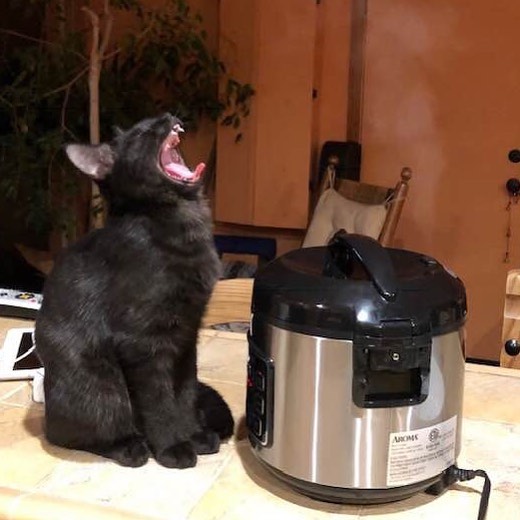 Holy duck I love my cat. If anyone can photoshop him into something