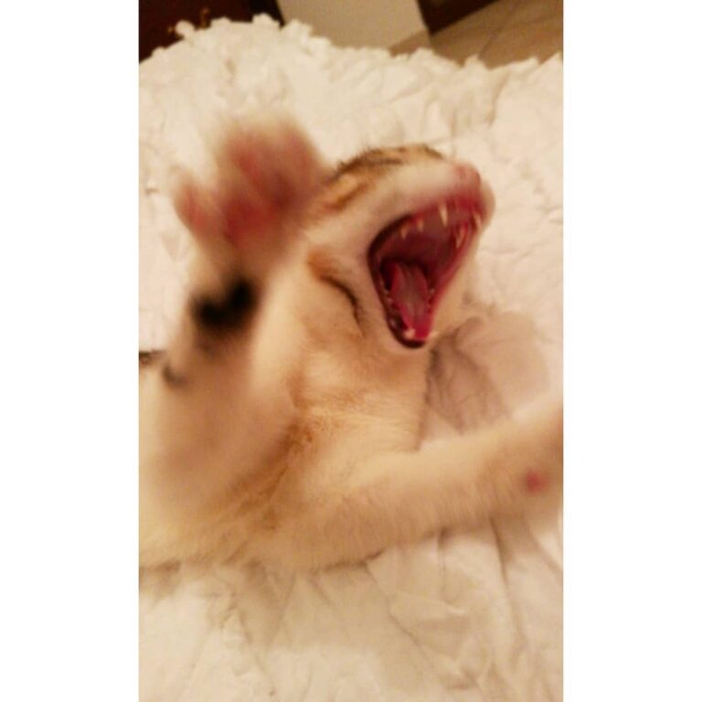 Hungry! * * * * * * *