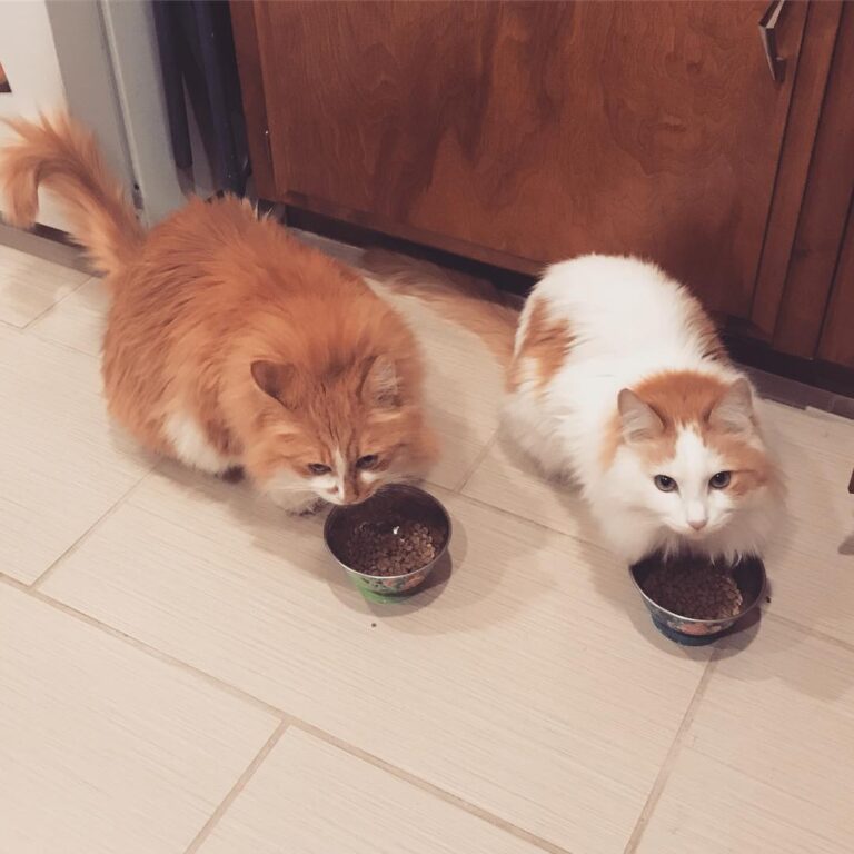 Hungry hungry hippos . . . . .