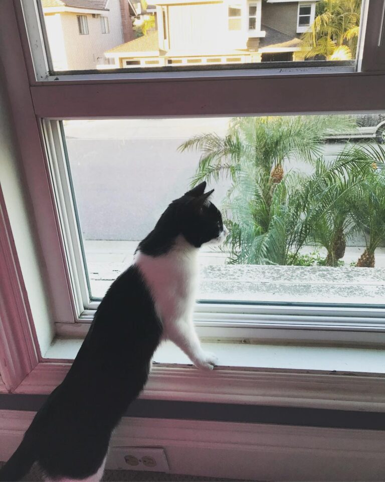 I am the scariest cat in the neighborhood! If anyone has any problems