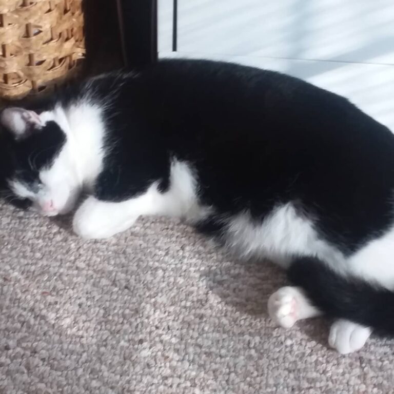 I found some sun to nap in!