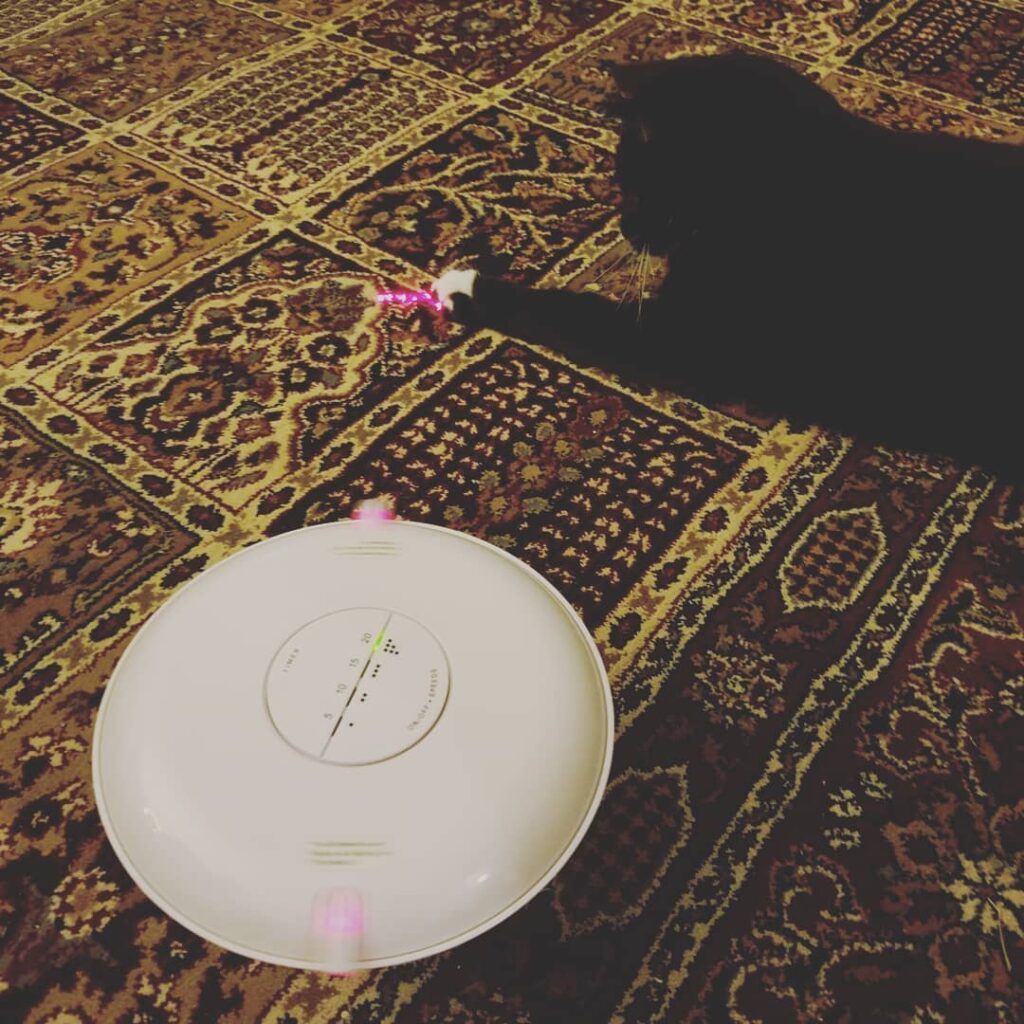 I like lasers but it was too scary, so I knocked it over and ran away