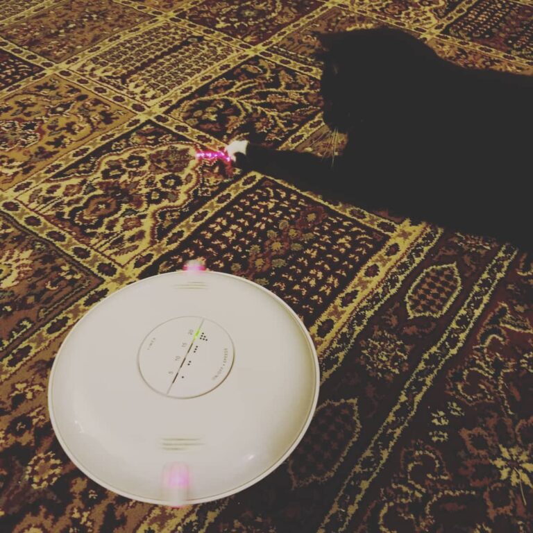 I like lasers but it was too scary, so I knocked it over and ran away