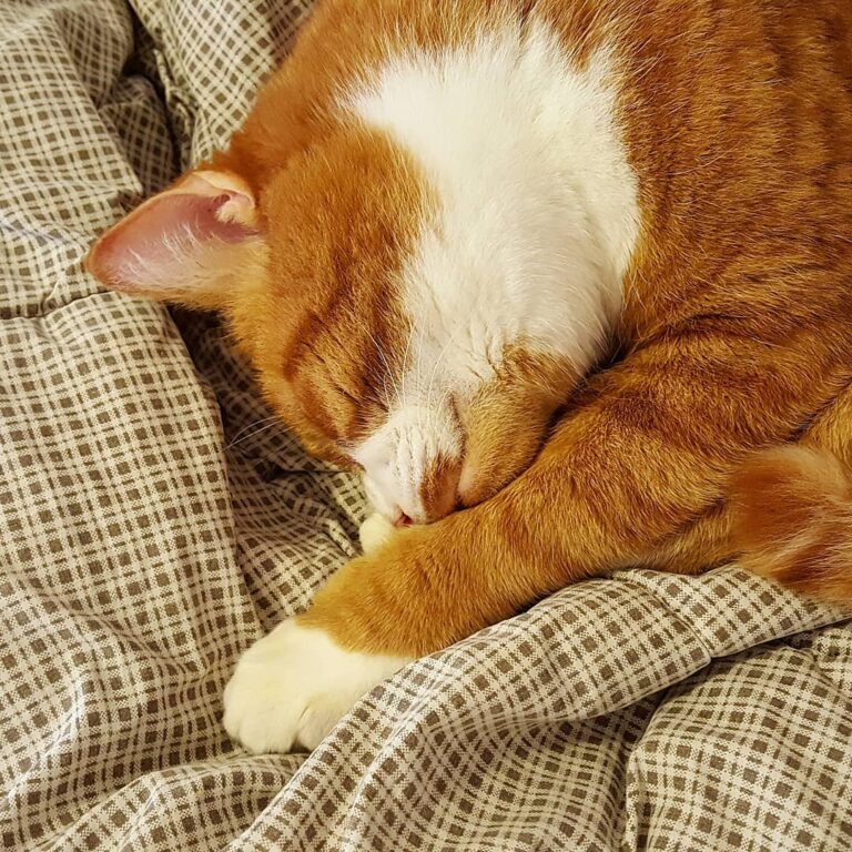 I love dis kitty.