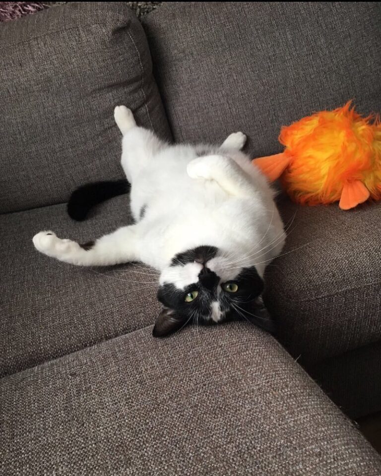 I love my crazy but lovely cat