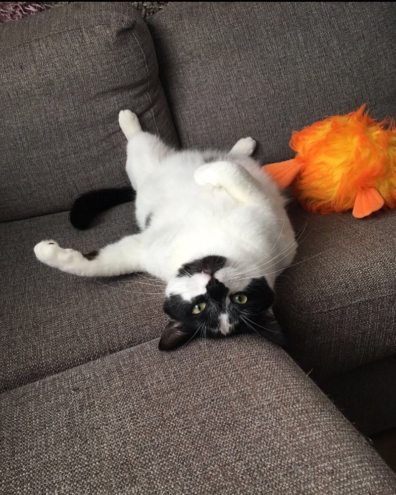 I love my crazy but lovely cat