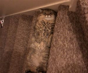 FunnyCatSite
