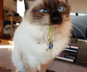 FunnyCatSite