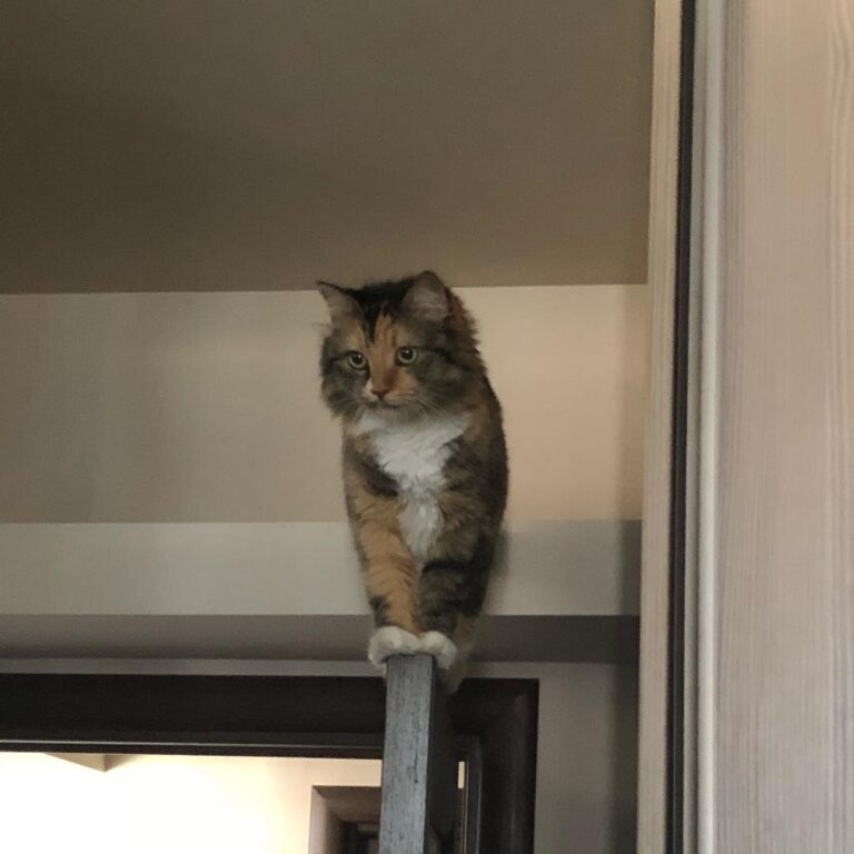 If i can get there, why not?