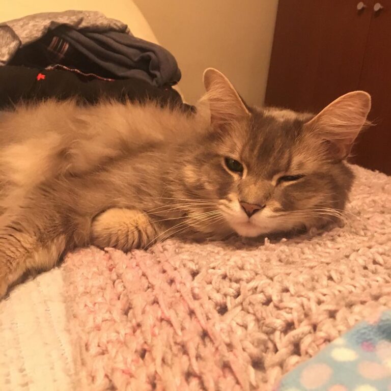( I’m posting a lot of cat pictures because I can’t find any good