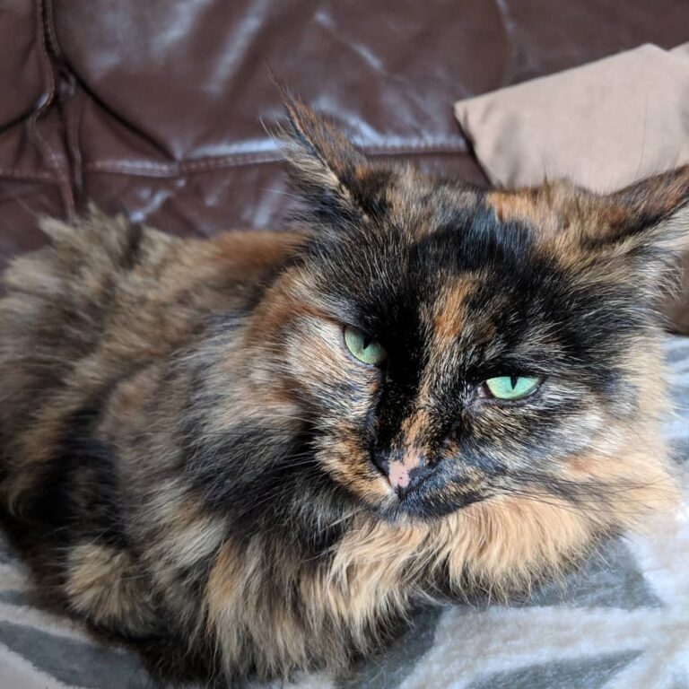 Introductory post Mara: She’s a mess tbh. Annoying Ali Cat or