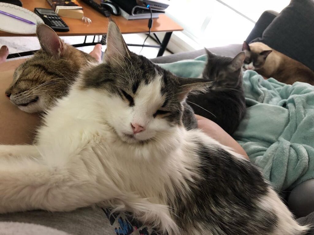 It is extremely rare, that I get to enjoy all four cats at once,