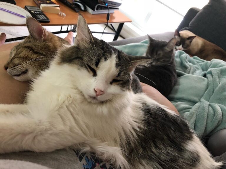 It is extremely rare, that I get to enjoy all four cats at once,