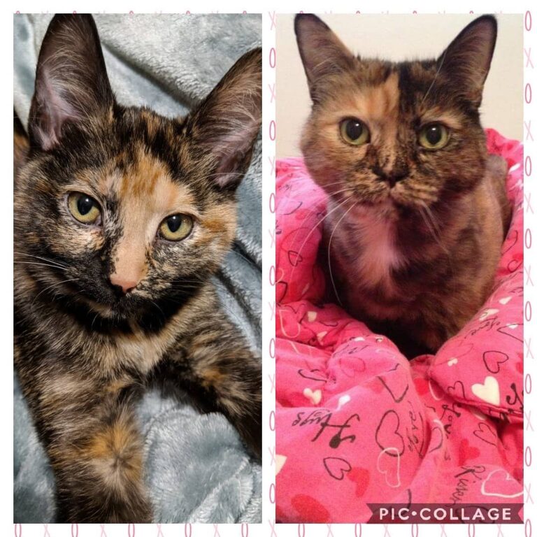 Jambi on the left, right side is Angel. Angel was my first cat and