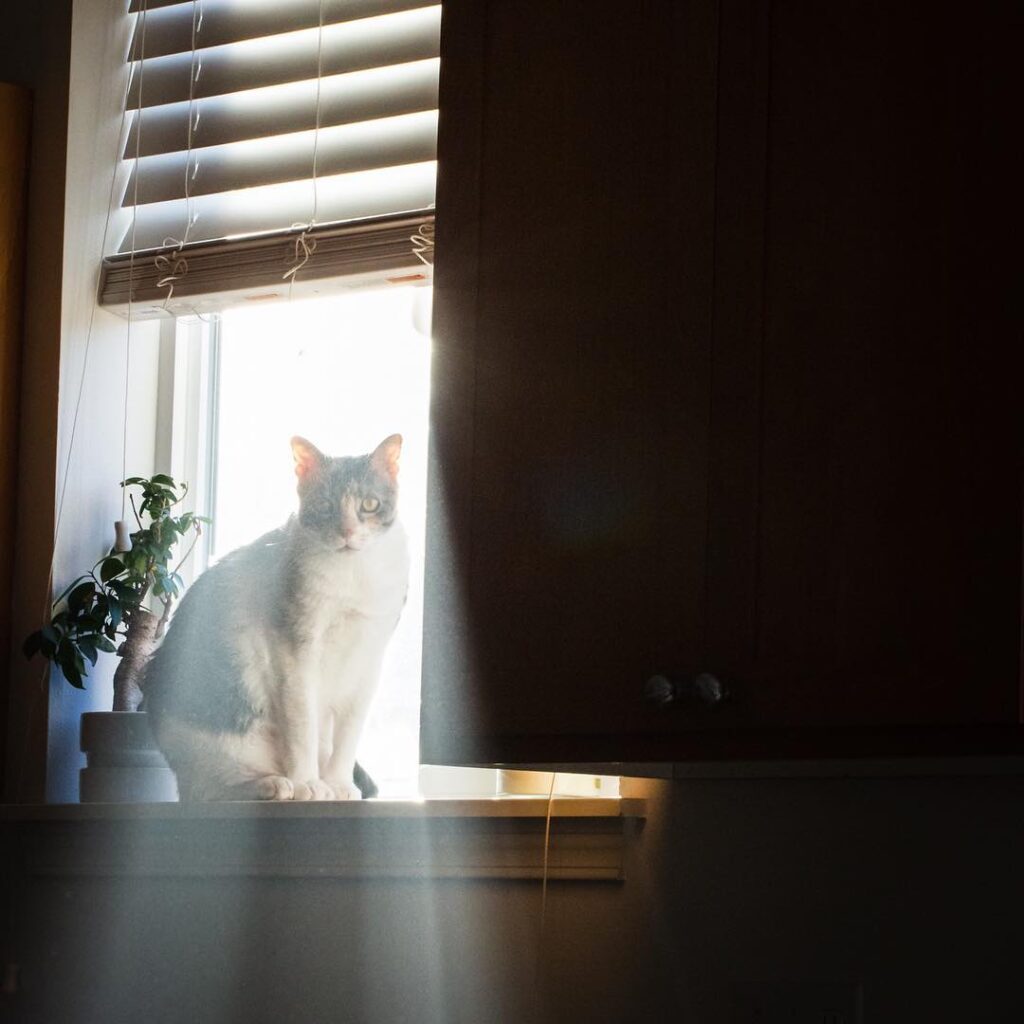 Just follow the cat to find the best light.